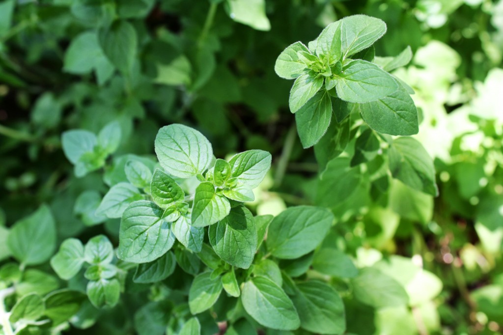 How to Dry Oregano - Nettie Owens